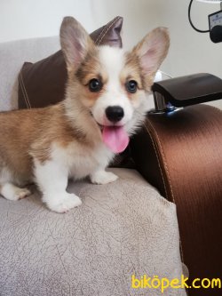 WELSH CORGI YAVRULARI 2