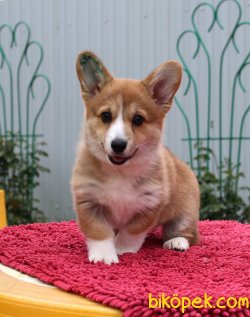 WELSH CORGI YAVRULARI 4