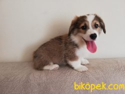WELSH CORGI YAVRULARI 1