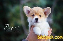 WELSH CORGI YAVRULARI 3