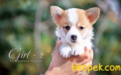 WELSH CORGI YAVRULARI 3