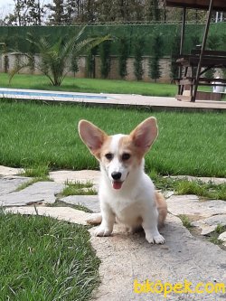 WELSH CORGI YAVRULARI 1