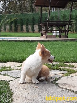 WELSH CORGI YAVRULARI 2