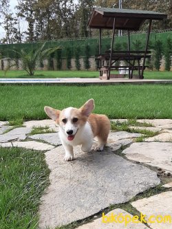 WELSH CORGI YAVRULARI 4