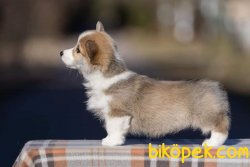 WELSH CORGI YAVRULARI 3