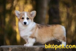 WELSH CORGI YAVRULARI