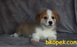 WELSH CORGI YAVRULARI 4
