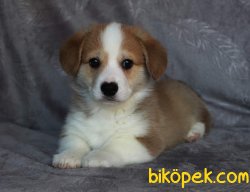 WELSH CORGI YAVRULARI