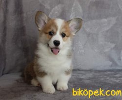 WELSH CORGI YAVRULARI 4