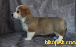 WELSH CORGI YAVRULARI 3