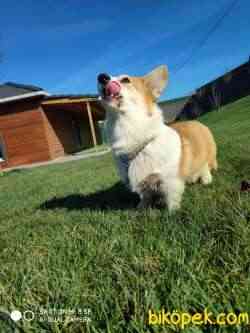 WELSH CORGI YAVRULARI 4