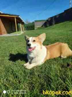 WELSH CORGI YAVRULARI 4