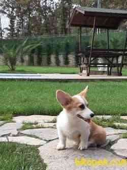WELSH CORGI YAVRULARI 2