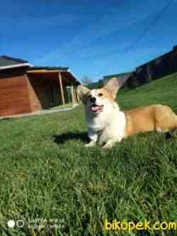 WELSH CORGI YAVRULARI 5