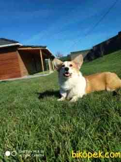 WELSH CORGI YAVRULARI 3
