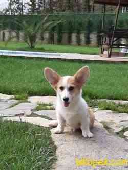 WELSH CORGI YAVRULARI 5