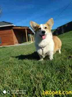 WELSH CORGI YAVRULARI 2
