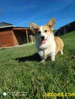 WELSH CORGI YAVRULARI 4