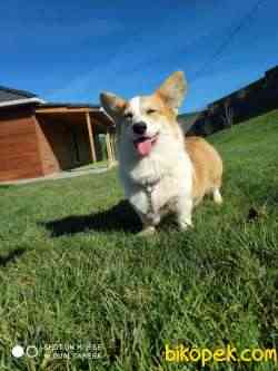 WELSH CORGI YAVRULARI 1