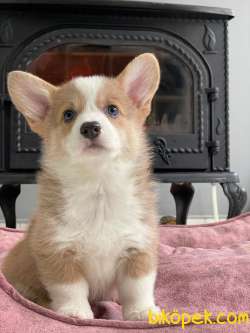 Welsh Corgi Yavruları En Özel 3
