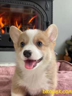 Welsh Corgi Yavruları En Özel 1
