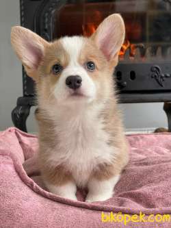 Welsh Corgi Yavruları En Özel 5