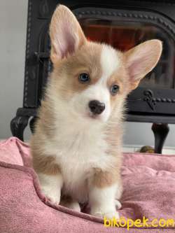 Welsh Corgi Yavruları En Özel 4