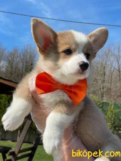 Welsh Corgi Yavruları En Özel