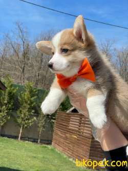 Welsh Corgi Yavruları En Özel 2