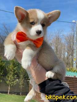 Welsh Corgi Yavruları En Özel 4