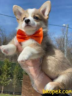 Welsh Corgi Yavruları En Özel 5