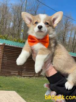 Welsh Corgi Yavruları En Özel 3