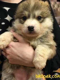Welsh Corgi Yavrularimiz 3