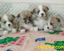 Welsh Corgi Yavrularimiz 1