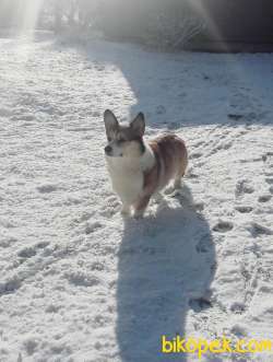 Welsh Corgi Yavrularimiz 2