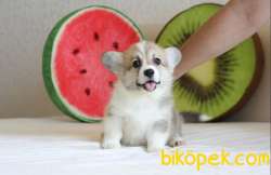 WELSH CORGİ YAVRULARIMIZ PEMBROKE VE CARDAGİAN 1