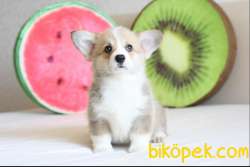 WELSH CORGİ YAVRULARIMIZ PEMBROKE VE CARDAGİAN 2