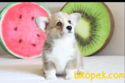 WELSH CORGİ YAVRULARIMIZ PEMBROKE VE CARDAGİAN 3