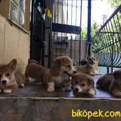 Welsh Pembroke Corgi 2