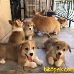 Welsh Pembroke Corgi 4