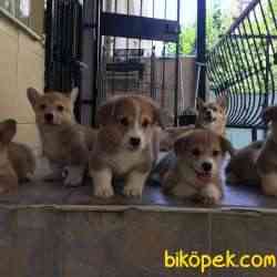 Welsh Pembroke Corgi 3