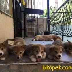 Welsh Pembroke Corgi 1