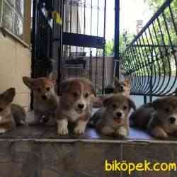 Welsh Pembroke Corgi 5