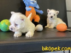 Whest Highland White Terrier Yavrularımız 5