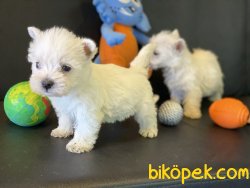 Whest Higland White Terrier Yavrularımız 1