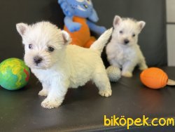 Whest Higland White Terrier Yavrularımız 5