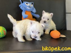 Whest Hinland White Terrier Yavrularımız 2