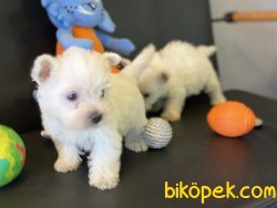 Whest Hinland White Terrier Yavrularımız 1