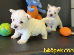 Whest Hinland White Terrier Yavrularımız 3