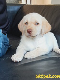 White Labrador Retriever Yavrulari 2